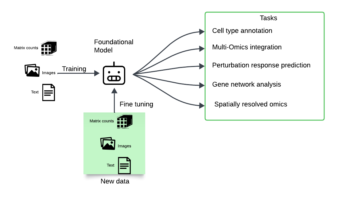 Foundation-Models | Zifo