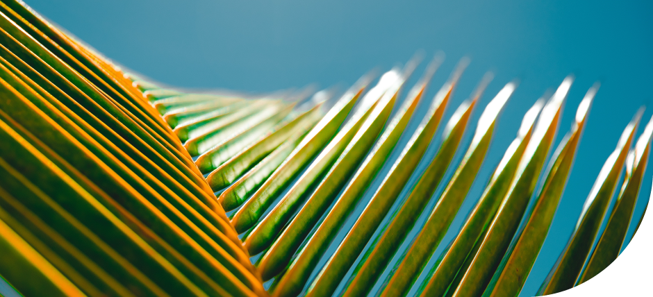 objective_img_trans | Zifo Objective Image